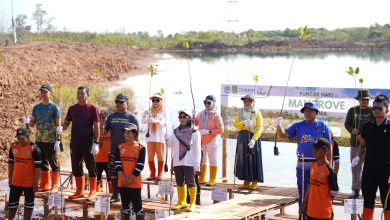Hari Mangrove Sedunia 2026, Tanah Bumbu Tanam Mangrove untuk Generasi Mendatang